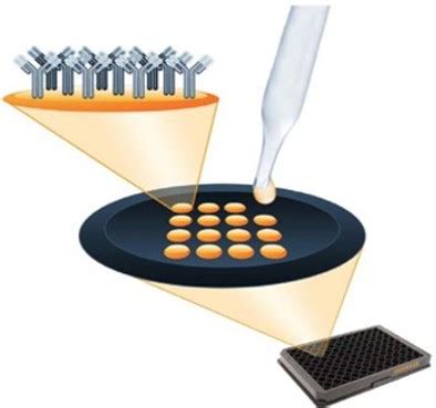 MicroVue™ Complement Multiplex 